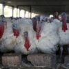 Fowl Play: Resurfaced PETA Probe Claims Slaughterhouse Employee Sexually Assaulted Turkeys